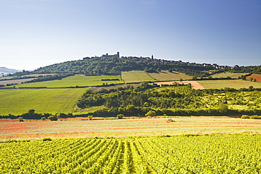 Vineyards near to the hilltop village of Vezelay in the Yonne area of Burgundy, France, Europe