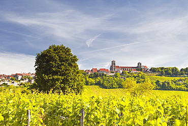 Vineyards near to the hilltop village of Vezelay in the Yonne area of Burgundy, France, Europe