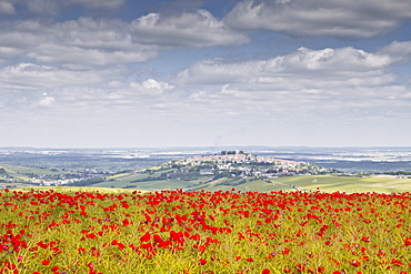 The village of Sancerre with a field of poppies in the foreground, Cher, Centre, France, Europe 