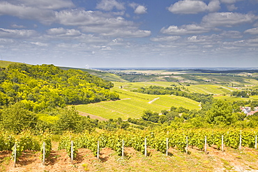 Vineyards near to Sancerre in the Loire Valley. an area famous for its wine, Cher, Centre, France, Europe 