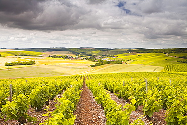 Champagne vineyards above the village of Noe les Mallets in the Cote des Bar area of Aube, Champagne-Ardennes, France, Europe