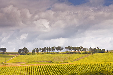 Champagne vineyards above the village of Noe les Mallets in the Cote des Bar area of Aube, Champagne-Ardennes, France, Europe