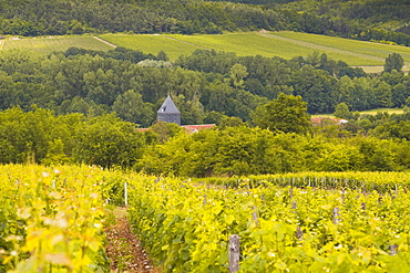 Champagne vineyards above the village of Chervey in the Cote des Bar area of Aube, Champagne-Ardennes, France, Europe