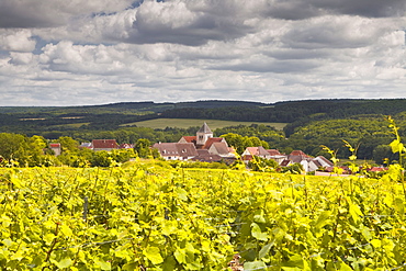 Champagne vineyards above the village of Landreville in the Cote des Bar area of Aube, Champagne-Ardennes, France, Europe