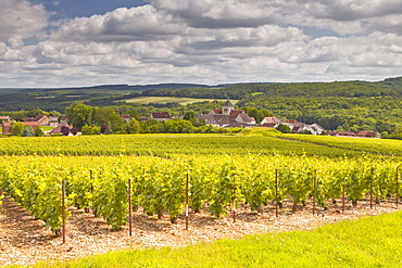 Champagne vineyards above the village of Landreville in the Cote des Bar area of Aube, Champagne-Ardennes, France, Europe