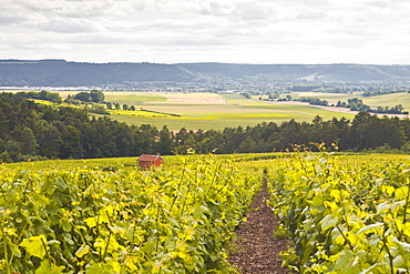 Champagne vineyards in the Cote des Bar area of Aube, Champagne-Ardennes, France, Europe