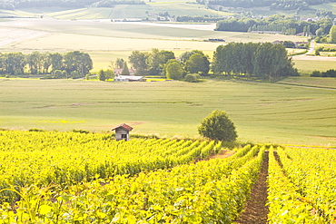 Champagne vineyards in the Cote des Bar area of Aube, Champagne-Ardennes, France, Europe