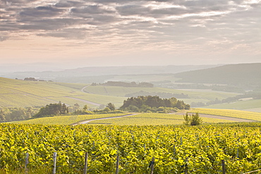 Champagne vineyards in the Cote des Bar area of the Aube department near to Les Riceys, Champagne-Ardennes, France, Europe 