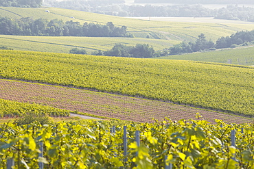 Champagne vineyards in the Cote des Bar area of the Aube department near to Les Riceys, Champagne-Ardennes, France, Europe 