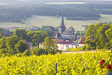 Champagne vineyards in the Cote des Bar area of the Aube department near to Les Riceys, Champagne-Ardennes, France, Europe 