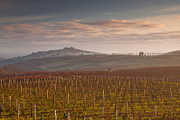 Vineyards, Sancerre, Cher, Loire Valley, Centre, France, Europe