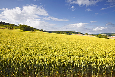 A wheat field in the Champagne area, France, Europe 