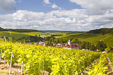 Champagne vineyards above the village of Viviers sur Artaut in the Cote des Bar area of the Aube department, Champagne-Ardennes, France, Europe 