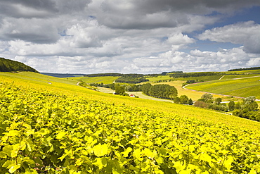 Champagne vineyards above the village of Viviers sur Artaut in the Cote des Bar area of the Aube department, Champagne-Ardennes, France, Europe