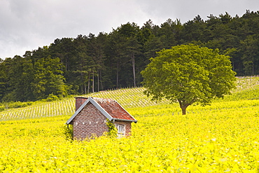 Champagne vineyards in the Cote des Bar area of the Aube department, Champagne-Ardennes, France, Europe