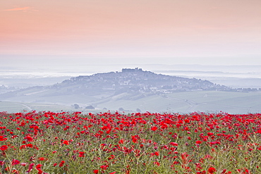 A colourful display of poppies above the village of Sancerre in the Loire Valley, Cher, Centre, France, Europe 