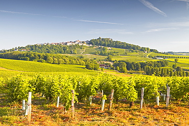 The vineyards of Sancerre in the Loire Valley, Cher, Centre, France, Europe 