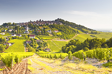 The vineyards of Sancerre in the Loire Valley, Cher, Centre, France, Europe 