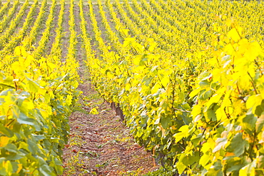 Rows of grape vines in vineyard near to Vezelay in Burgundy, France, Europe 