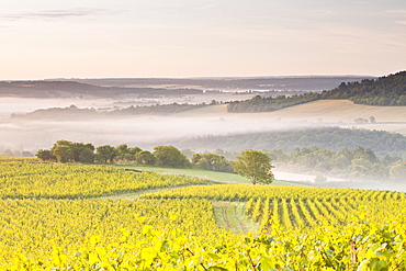 Vineyards near to Vezelay during a misty dawn, Burgundy, France, Europe 