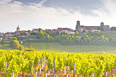 Vineyards below the hilltop village of Vezelay in Burgundy, France, Europe 