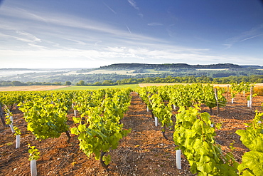 Vineyards below the hilltop village of Vezelay in Burgundy, France, Europe 