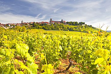 Vineyards near to the hilltop village of Vezelay in the Yonne area of Burgundy, France, Europe