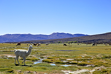 Llamas and alpacas grazing, Tunupa, Bolivia, South America