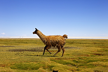 Lima, Tunupa, Bolivia, South America