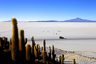 Cacti on Isla de los Pescadores, Volcan Tunupa and the salt flats, Salar de Uyuni, Southwest Highlands, Bolivia, South America