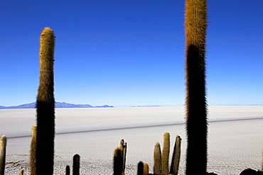 Cacti on Isla de los Pescadores and the salt flats of Salar de Uyuni, Southwest Highlands, Bolivia, South America