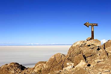 Cactus arrow on Isla de los Pescadores and the salt flats, Salar de Uyuni, Southwest Highlands, Bolivia, South America