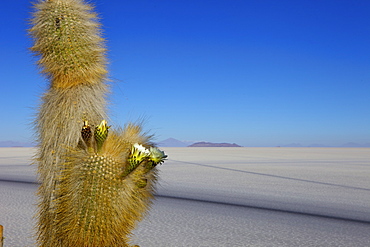 Cacti on Isla de los Pescadores and salt flats, Salar de Uyuni, Southwest Highlands, Bolivia, South America