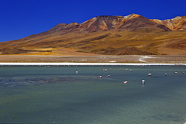 Flamingos on Laguna Canapa, South Lipez, Southwest Highlands, Bolivia, South America