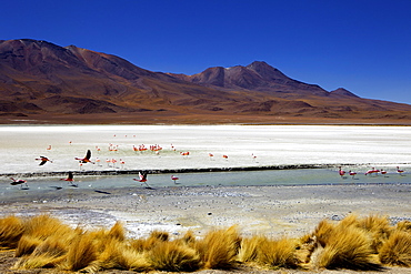 Flamingos on Laguna Canapa, Southwest Highlands, Bolivia, South America