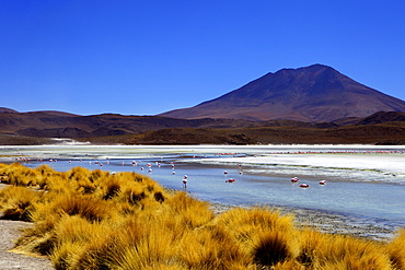 Flamingos on Laguna Canapa, South Lipez, Southwest Highlands, Bolivia, South America