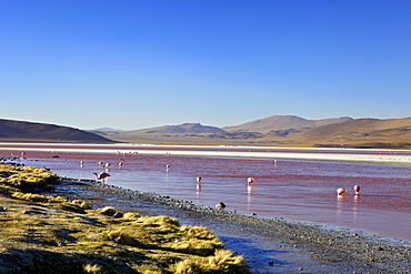 Flamingos on Laguna Colorada (Red Lagoon), Eduardo Avaroa Andean Fauna National Reserve, Southwest Highlands, Bolivia, South America