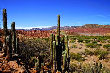 Cacti in Canon Del Inca, Tupiza Chichas Range, Andes, Southwestern Bolivia, South America