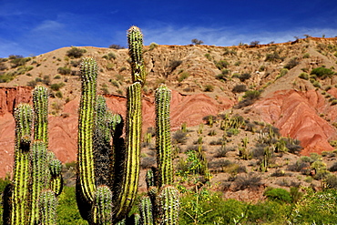 Cacti in Canon Del Inca, Tupiza Chichas Range, Andes, Southwestern Bolivia, South America