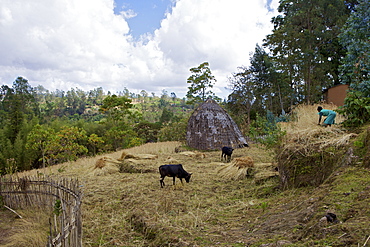 Traditional huts, Omo region, Chencha, Dorze, Ethiopia, Africa