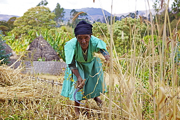 Lady cutting wheat, Chencha, Dorze, Ethiopia, Africa