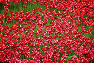 Blood Swept Lands and Seas of Red installation at The Tower of London marking 100 years since the First World War, London, England, United Kingdom, Europe