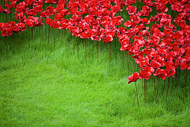 Blood Swept Lands and Seas of Red installation at The Tower of London marking 100 years since the First World War, London, England, United Kingdom, Europe