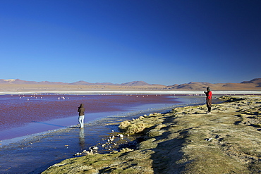 Laguna Colorada (Red Lagoon), salt lake in the southwest of the Altiplano of Bolivia, Eduardo Avaroa Andean Fauna National Reserve, Bolivia, South America