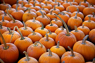 Large number of pumpkins for sale on a farm in St. Joseph, Missouri, United States of America, North America