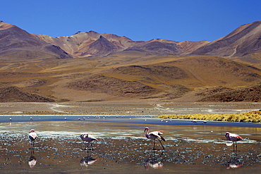 Flamingos drinking in a lagoon, South West Bolivia, South America