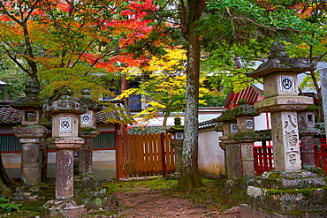 Autumn colours at Tamukeyama Hachimangu shrine in Nara, Honshu, Japan, Asia