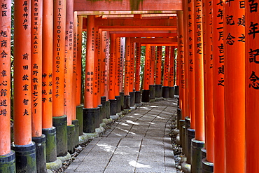 Red wooden Torii Gates at Fushimi Inari Shrine, Kyoto, Japan, Asia