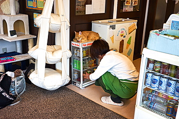 Cat in a Japanese cat cafe, Kyoto, Japan, Asia