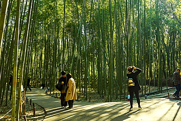 Sagano Bamboo Forest in Arashiyama, Kyoto, Japan, Asia